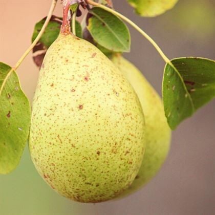 Hacı Hamza Armut Fidanı