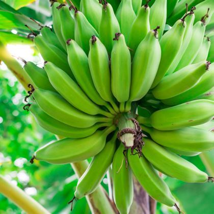 Çok Döken Muz Fidanı Musa Cavendishii
