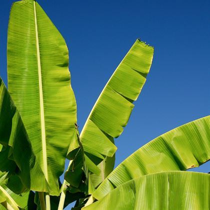 Çok Döken Muz Fidanı Musa Cavendishii