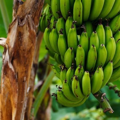 Çok Döken Muz Fidanı Musa Cavendishii