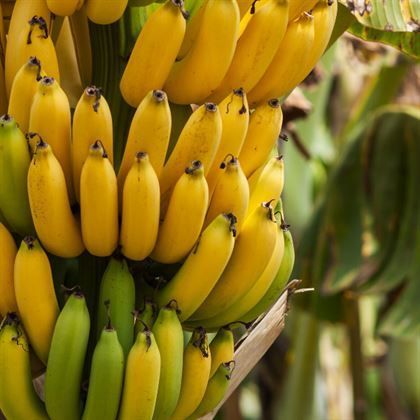 Çok Döken Muz Fidanı Musa Cavendishii