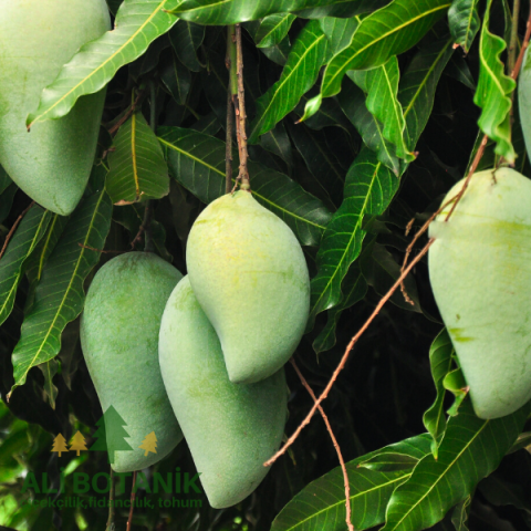 Mango Fidanı Mangifera indica L.