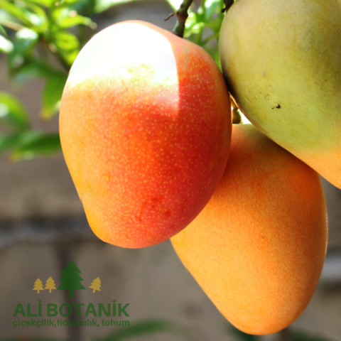 Mango Fidanı Mangifera indica L.