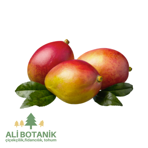 Mango Fidanı Mangifera indica L.