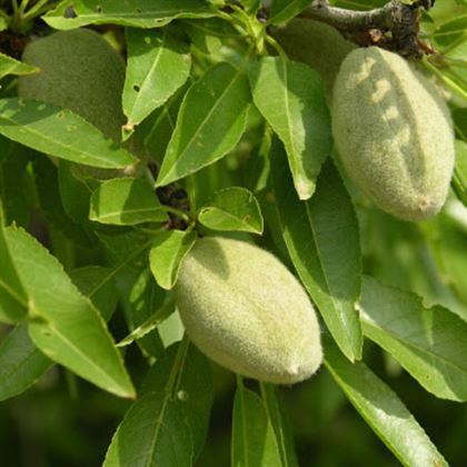 Aşılı İnce Kabuk Badem Fidanı