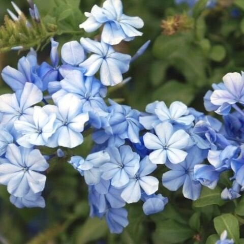 Mavi Yasemin Fidanı