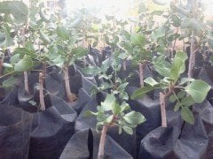 Antep Fıstığı Fidanı 9 + 1 = 10 Adet Pistacia vera