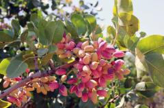 Antep Fıstığı Fidanı 9 + 1 = 10 Adet Pistacia vera