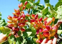 Antep Fıstığı Fidanı 9 + 1 = 10 Adet Pistacia vera