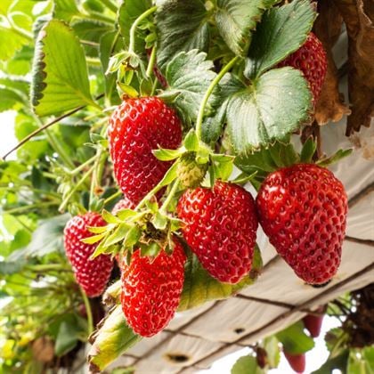 Fortuna Çilek Fidesi 10 Adet