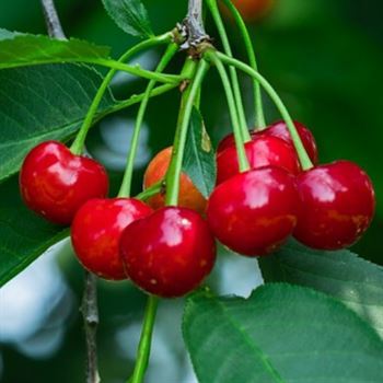 Macar Vişne Fidanı