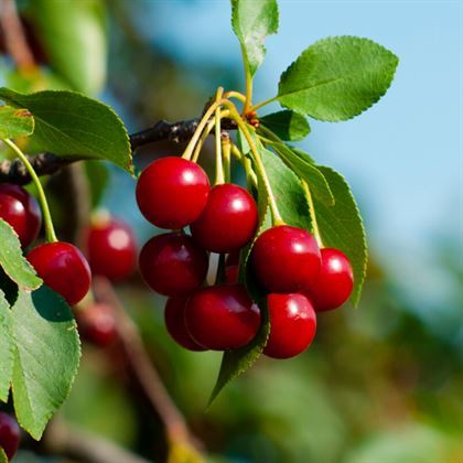 Macar Vişne Fidanı