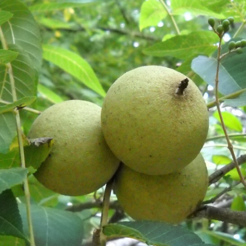 Chandler Ceviz Fidanı