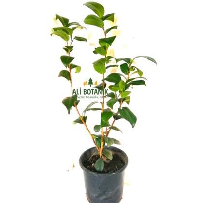Kamelya Çiçeği Fidanı 40 cm