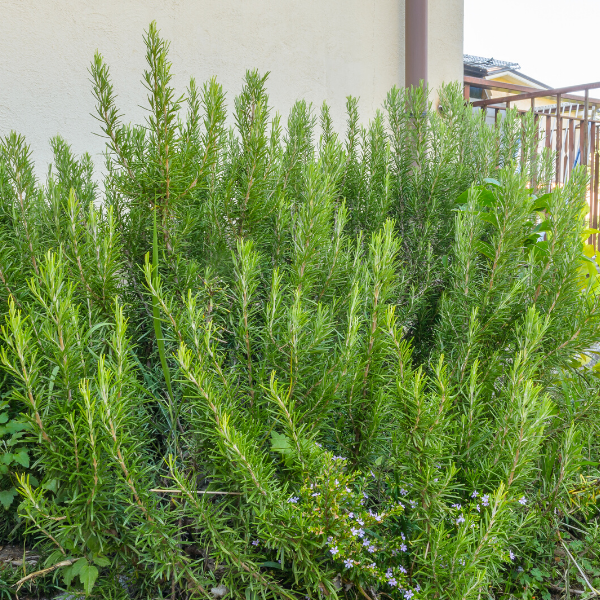 Biberiye Fidanı Kuşdili 40 cm