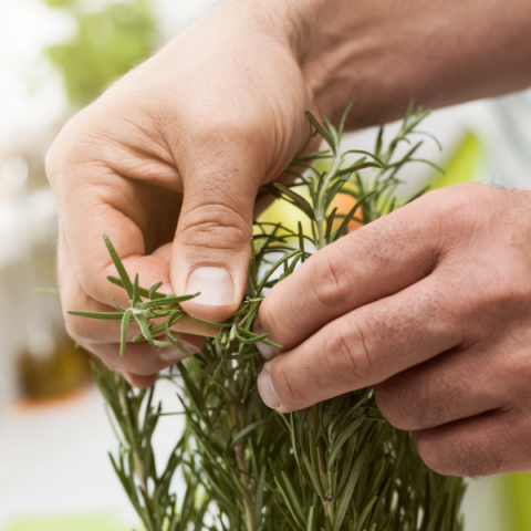 Biberiye Fidanı Kuşdili 40 cm