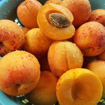 Malatya Hasanbey Kayısı Fidanı