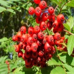 Üvez Fidanı Sorbus