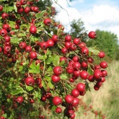 Üvez Fidanı Sorbus