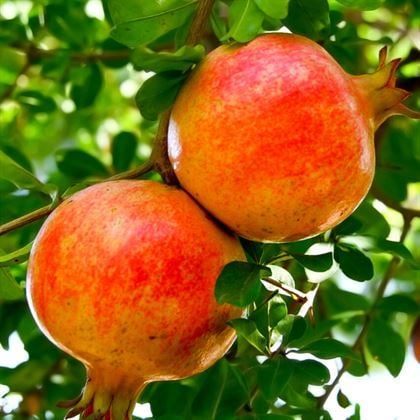 Wonderful Nar Fidanı