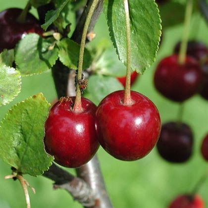 Dalbastı Kiraz Fidanı