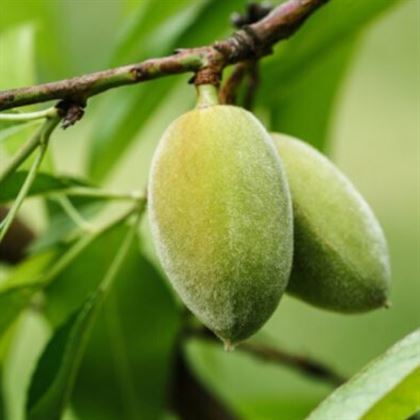 Amerikan Teksas Badem Fidanı