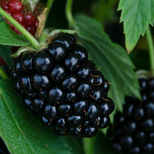 Bursa 3 Dikensiz Böğürtlen Fidanı