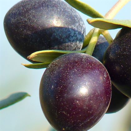 Kalamata Eşek Zeytin Fidanı Olea Europaea