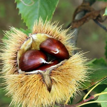 Sarı Kestane Fidanı