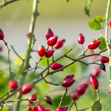 Anadolu Dikenli Kuşburnu Fidanı