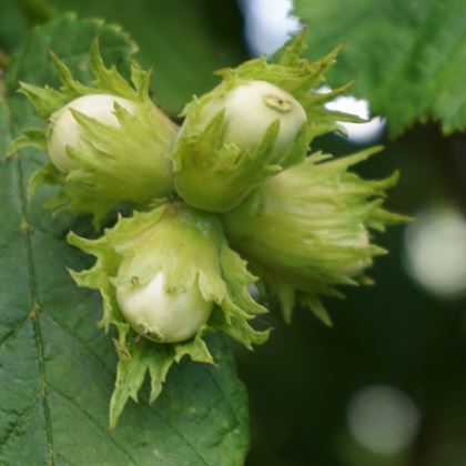 Ordu Çakıldak Fındık Fidanı