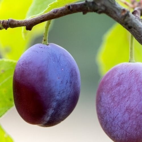 Mürdüm Eriği Fidanı Mürdüm Erik