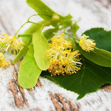 Ihlamur Ağacı Fidanı