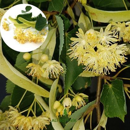 Ihlamur Ağacı Fidanı