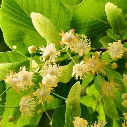 Ihlamur Ağacı Fidanı