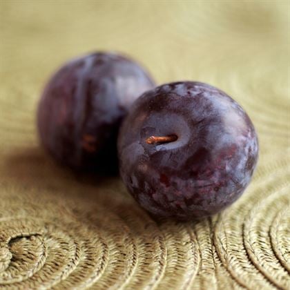 Black Splendor Erik Fidanı