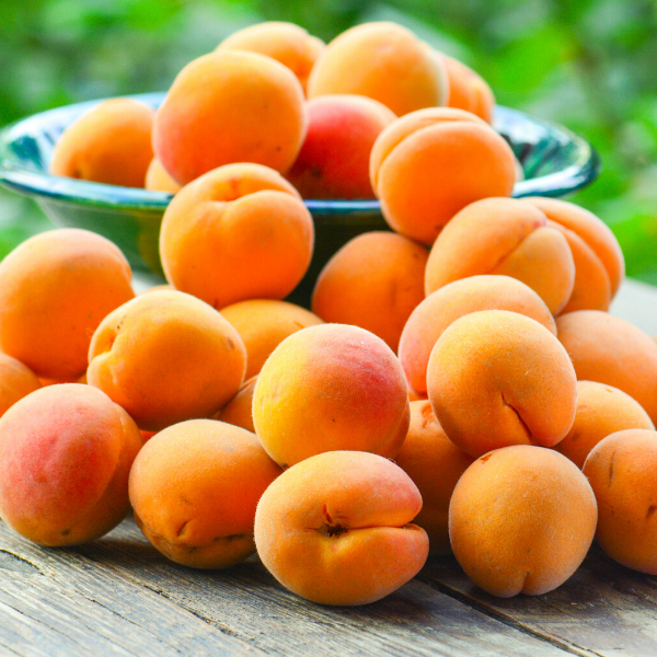 Malatya Kabaaşı Kayısı Fidanı-1