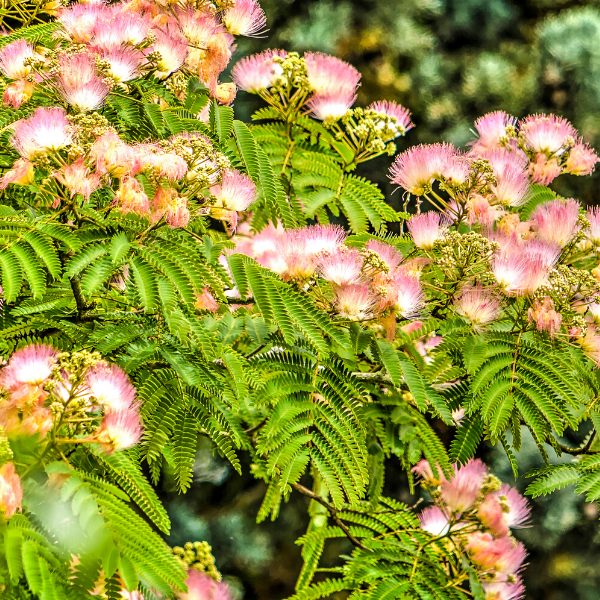 Gülibrişim Bitkisi Fidanı 50 cm