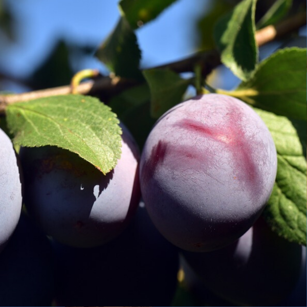 İtalyan Erik Fidanı