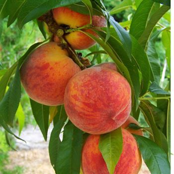 Hale Şeftali Fidanı