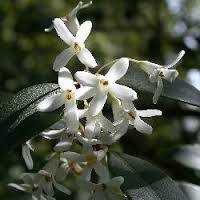 Osmantus Çiçeği Osmanthus heterophyllus