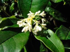 Osmantus Çiçeği Osmanthus heterophyllus