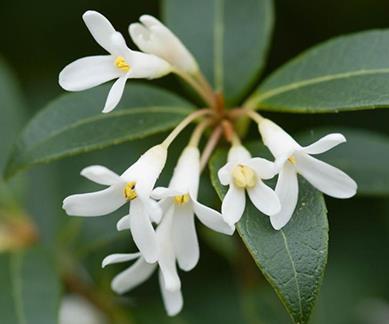 Osmantus Çiçeği Osmanthus heterophyllus