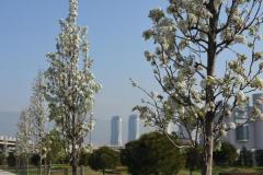 Süs Armutu Fidanı  pyrus calleryana