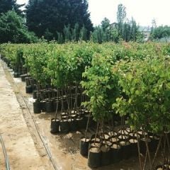 Süs Armutu Fidanı  pyrus calleryana