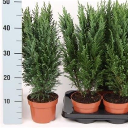 Elvudi Çamı Elwoodii Çamı 35 cm