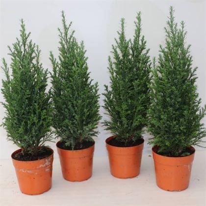 Elvudi Çamı Elwoodii Çamı 35 cm