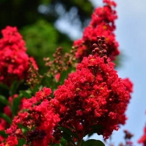 Kırmızı Oya Ağacı Fidanı 50 cm Lagerstroemia İndica
