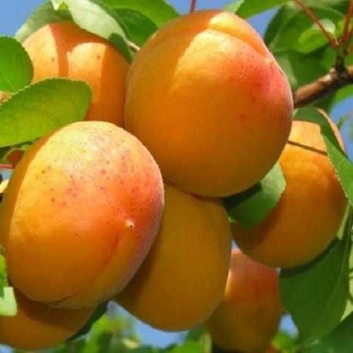 Malatya Kayısısı Fidanı