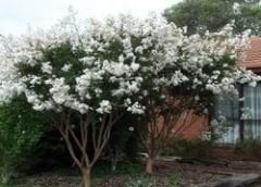 Beyaz Oya Ağacı Fidanı Lagerstroemia indica